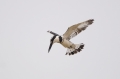 Bonte IJsvogel 3
